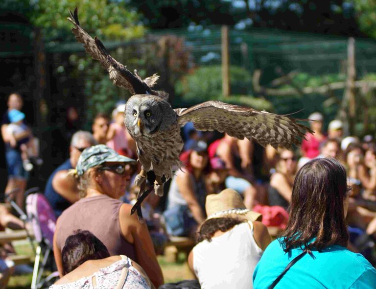 zoo-domaine-fauves-abrets